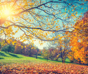 5 Wellness Tips to Transition from Summer to Fall